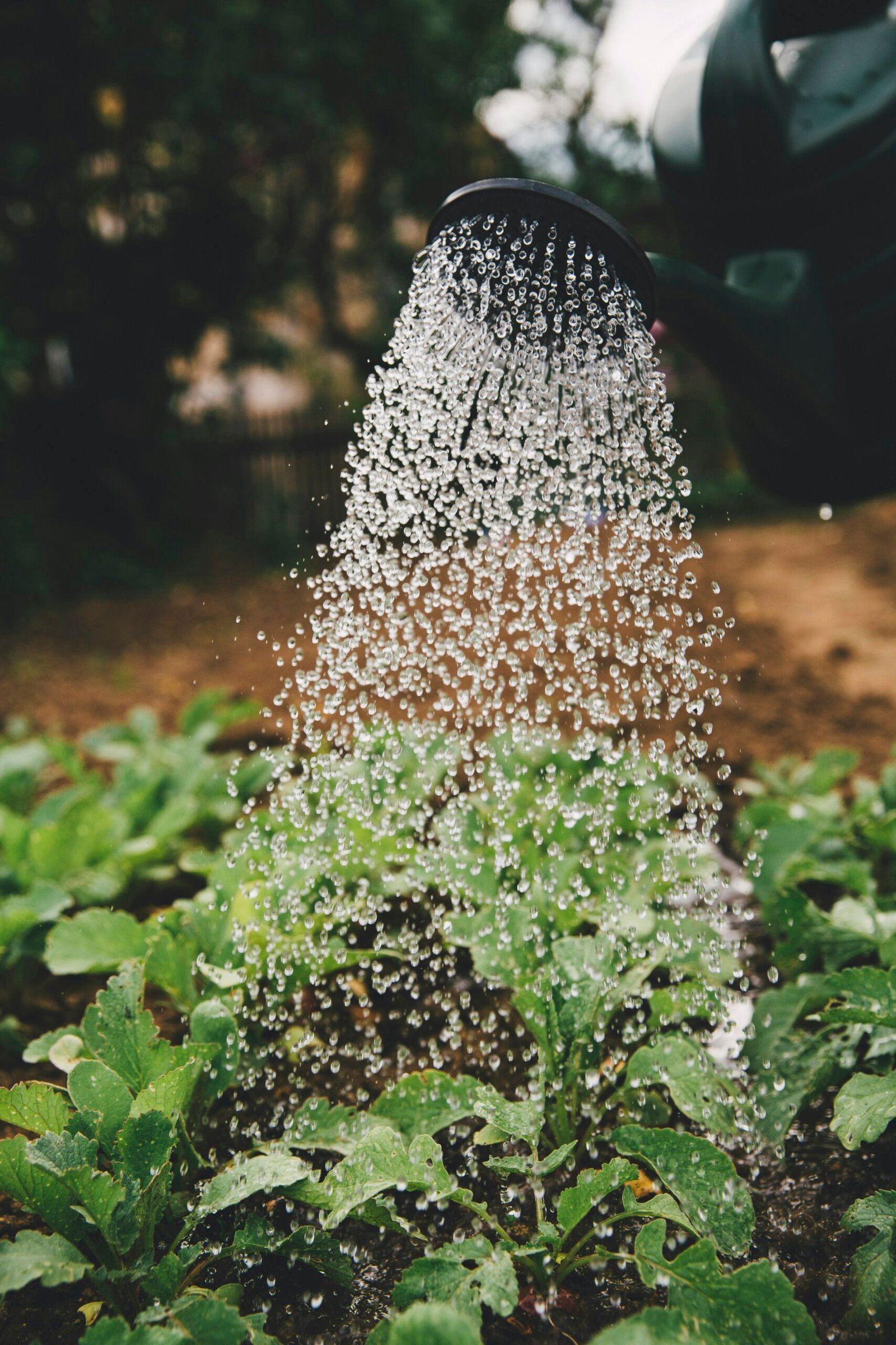 Mejora el crecimiento de tus plantas de interior con luces especializadas